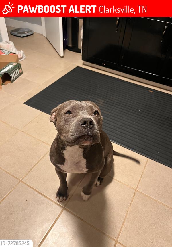 Lost Female Dog last seen Dodd street , Clarksville, TN 37040