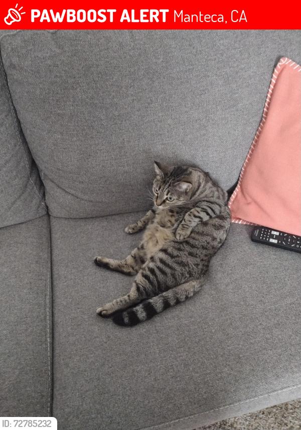 Lost Female Cat last seen Near Aster Ln, Manteca, CA 95336