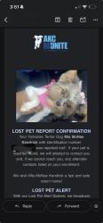 Lost Female Dog last seen Dow road , Houston, TX 77040