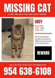 Lost Female Cat last seen Near to clearly Blv and Hiatus inside of the cndmnium Jacaranda Lakes , Plantation, FL 33324