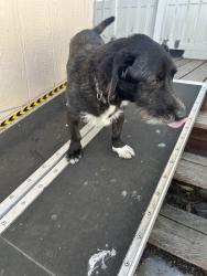 Found/Stray Male Dog last seen Lake Jennings & El Monte , Lakeside, CA 92040