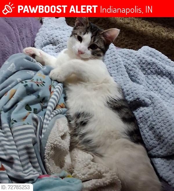 Lost Male Cat last seen Washington and emerson ave speedway gas station , Indianapolis, IN 46219