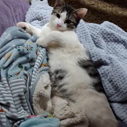 Lost Male Cat last seen Washington and emerson ave speedway gas station , Indianapolis, IN 46219