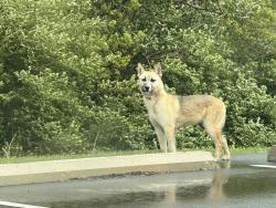 Found/Stray Unknown Dog last seen The Pyramids Parking lot, Indianapolis, IN 46268