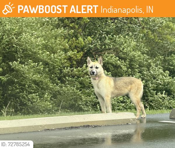 Found/Stray Unknown Dog last seen The Pyramids Parking lot, Indianapolis, IN 46268