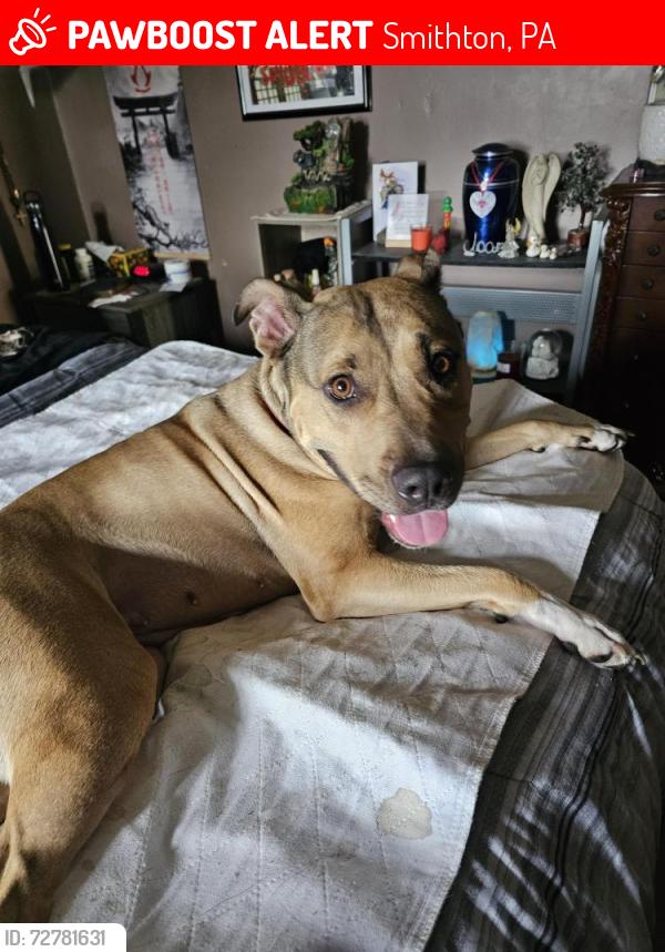 Lost Female Dog last seen Olive garden cemetery Smithton PA, Smithton, PA 15012