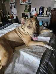 Lost Female Dog last seen Olive garden cemetery Smithton PA, Smithton, PA 15012