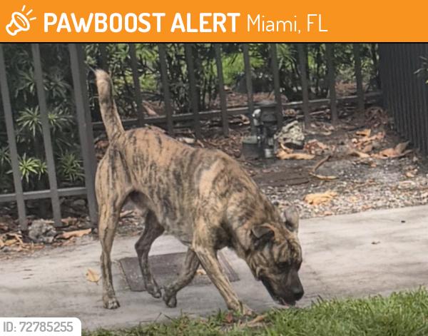 Found/Stray Male Dog last seen Sw 27th road and sw 5th ave , Miami, FL 33129