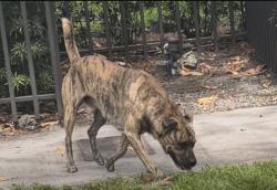 Found/Stray Male Dog last seen Sw 27th road and sw 5th ave , Miami, FL 33129