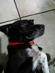 Lost Male Dog last seen Av.martins fontes, São Vicente, SP 