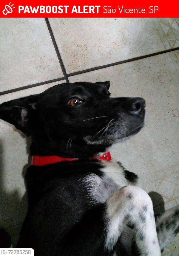 Lost Male Dog last seen Av.martins fontes, São Vicente, SP 