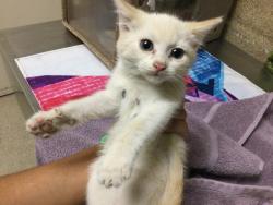 Shelter Stray Female Cat last seen Near BLOCK LAKESIDE DR, Jurupa Valley, CA 92509