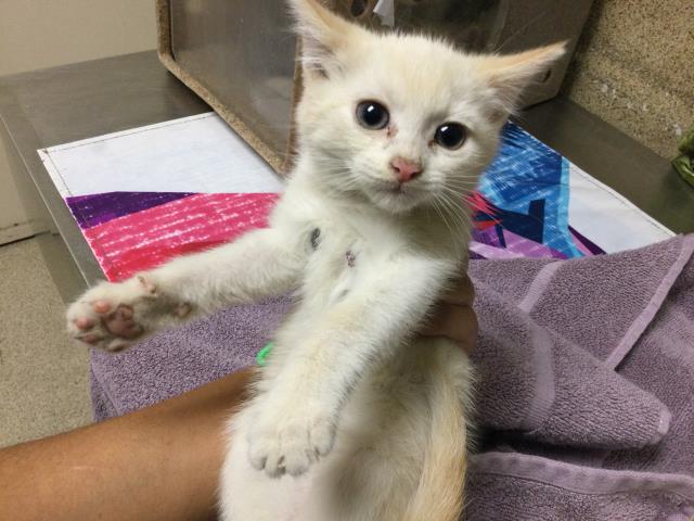 Shelter Stray Female Cat last seen Near BLOCK LAKESIDE DR, Jurupa Valley, CA 92509