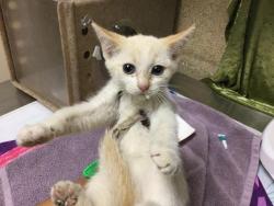 Shelter Stray Female Cat last seen Near BLOCK LAKESIDE DR, Jurupa Valley, CA 92509