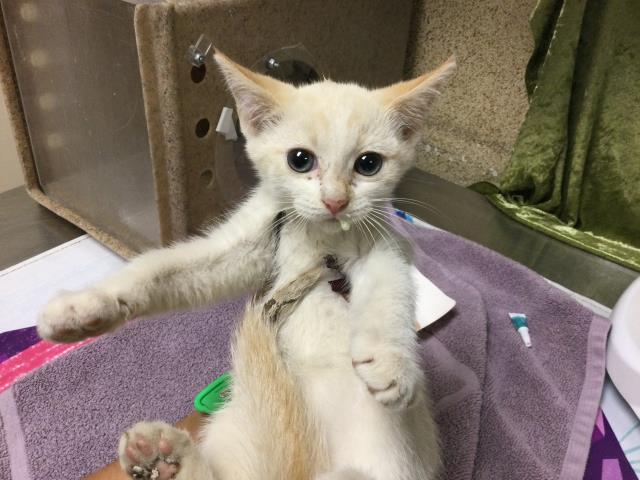 Shelter Stray Female Cat last seen Near BLOCK LAKESIDE DR, Jurupa Valley, CA 92509