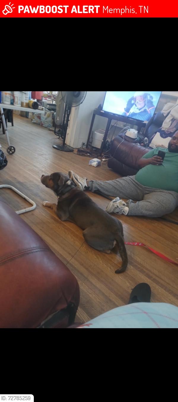 Lost Male Dog last seen N Belvedere close to Jackson ave, Memphis, TN 38107