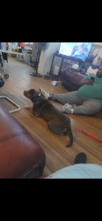 Lost Male Dog last seen N Belvedere close to Jackson ave, Memphis, TN 38107