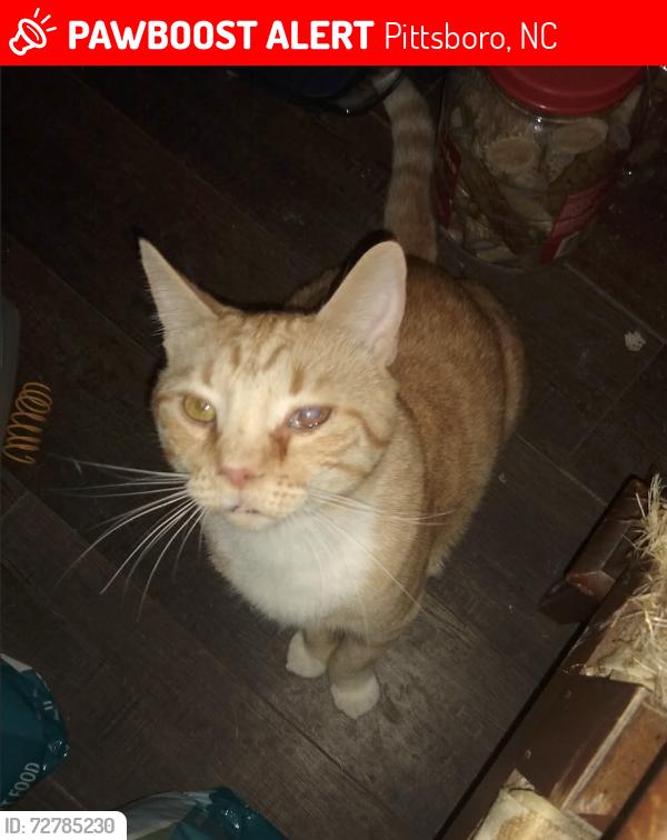 Lost Male Cat last seen East Cornwallis St and Sanford Rd, Pittsboro NC, Pittsboro, NC 27312