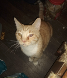 Lost Male Cat last seen East Cornwallis St and Sanford Rd, Pittsboro NC, Pittsboro, NC 27312