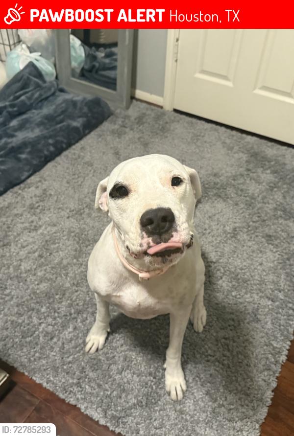 Lost Female Dog last seen Near ballardvale ln last seen , Houston, TX 77067
