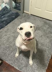 Lost Female Dog last seen Near ballardvale ln last seen , Houston, TX 77067