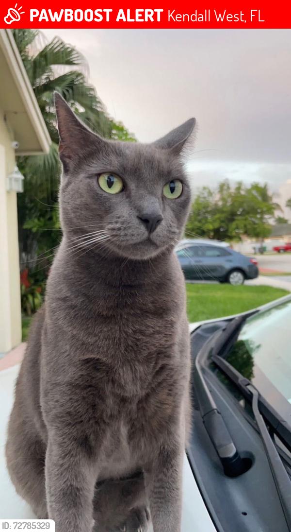 Lost Male Cat last seen Sw 57 street & 152 Ct., Kendall West, FL 33193
