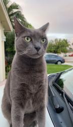 Lost Male Cat last seen Sw 57 street & 152 Ct., Kendall West, FL 33193