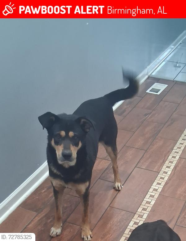 Lost Male Dog last seen Near center pl s birmingham al 35205, Birmingham, AL 35205