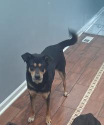 Lost Male Dog last seen Near center pl s birmingham al 35205, Birmingham, AL 35205