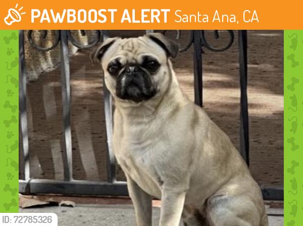 Found/Stray Male Dog last seen Found on Victoria St in Santa Ana, Santa Ana, CA 92706
