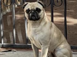 Found/Stray Male Dog last seen Found on Victoria St in Santa Ana, Santa Ana, CA 92706