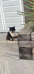 Lost Male Cat last seen Halesowen road, Netherton, England DY2