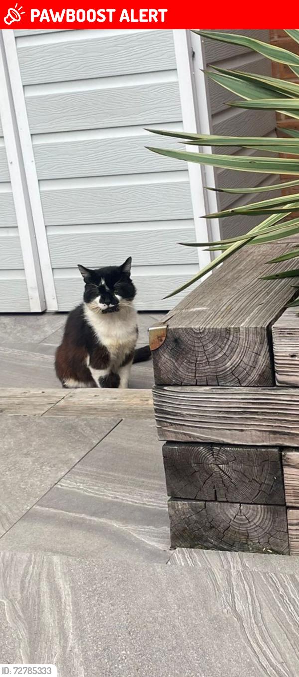 Lost Male Cat last seen Halesowen road, Netherton, England DY2