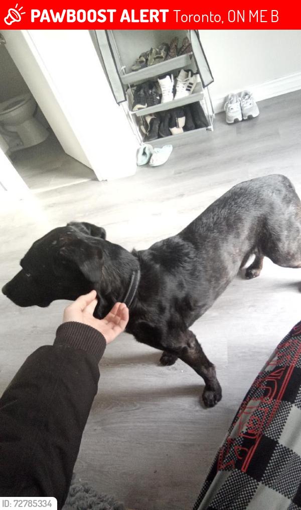 Lost Male Dog last seen St Clair , Toronto, ON M6E 4B2