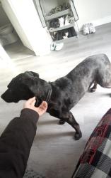 Lost Male Dog last seen St Clair , Toronto, ON M6E 4B2