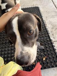 Found/Stray Male Dog last seen Hays Electrical Services, Houston, TX 77060