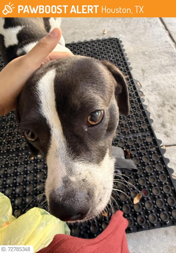 Found/Stray Male Dog last seen Hays Electrical Services, Houston, TX 77060