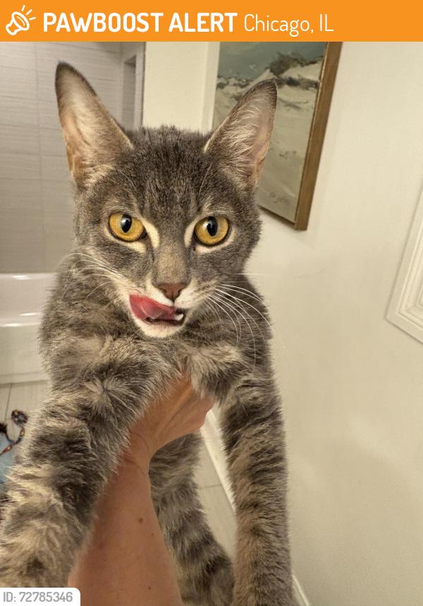 Found/Stray Female Cat last seen Potomac and Spaulding , Chicago, IL 60651