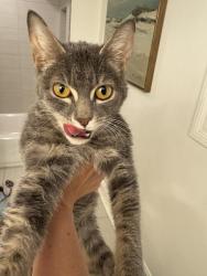 Found/Stray Female Cat last seen Potomac and Spaulding , Chicago, IL 60651