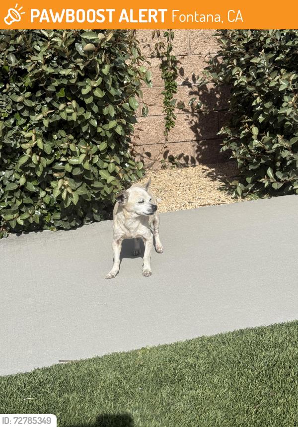 Found/Stray Female Dog last seen Citrus and Blue Iris, Fontana, CA 92336