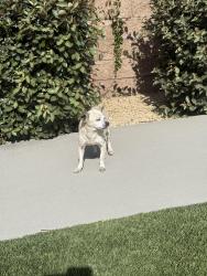 Found/Stray Female Dog last seen Citrus and Blue Iris, Fontana, CA 92336