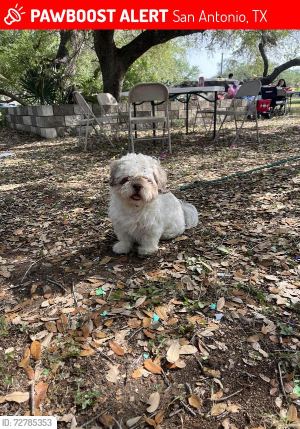 Lost Male Dog last seen in front of potranco swig, San Antonio, TX 78253