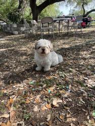 Lost Male Dog last seen in front of potranco swig, San Antonio, TX 78253