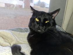 Lost Male Cat last seen Archer to Earnhardt Lake to Hwy 3, Davidson, NC 28036