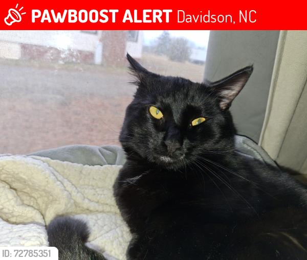 Lost Male Cat last seen Archer to Earnhardt Lake to Hwy 3, Davidson, NC 28036