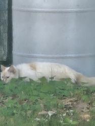 Found/Stray Unknown Cat last seen Roanoke and Chestnut, Newport News, VA 23605