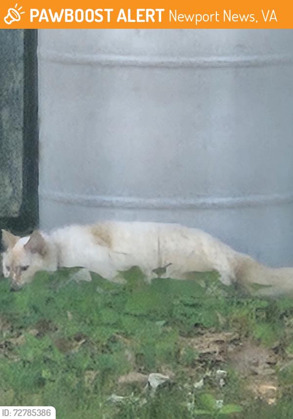 Found/Stray Unknown Cat last seen Roanoke and Chestnut, Newport News, VA 23605