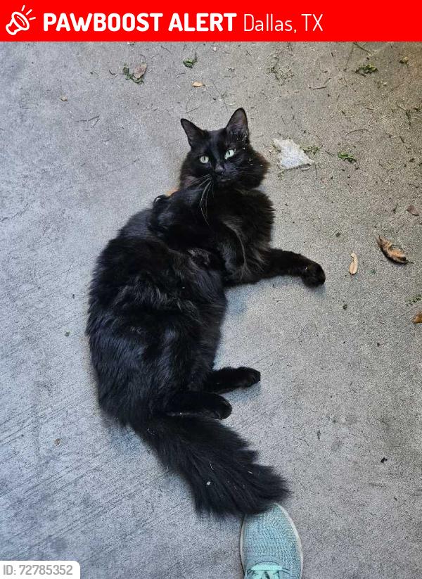 Lost Male Cat last seen Centerville @ 635, Dallas, TX 75228