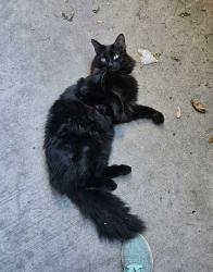 Lost Male Cat last seen Centerville @ 635, Dallas, TX 75228