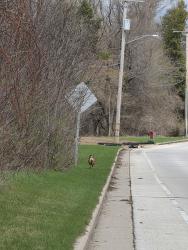 Found/Stray Unknown Dog last seen Behind UWGB, Green Bay, WI 54311